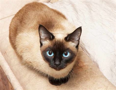 The Traditional Siamese Cat Cat Breeds Encyclopedia Cat Breeds
