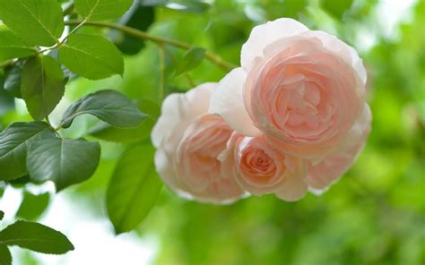 1920x1080 Resolution Pink Petaled Flowers Nature Flowers Rose Hd