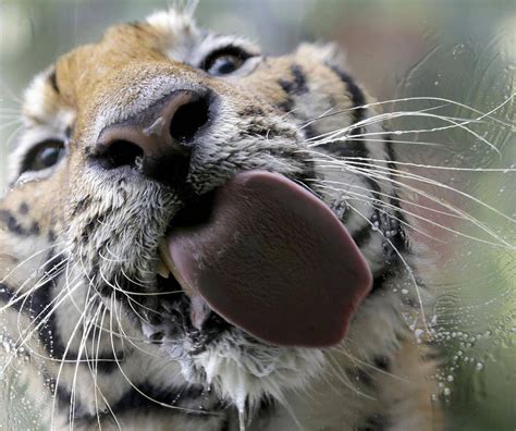 ‘tiger Selfies Banned In New York The Globe And Mail