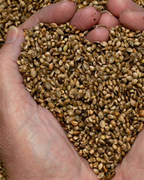 Le chanvre une protéine à découvrir