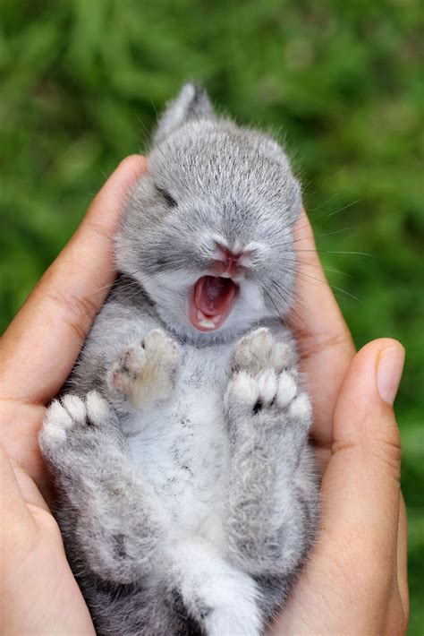50 Of The Cutest Bunnies Ever Bored Panda