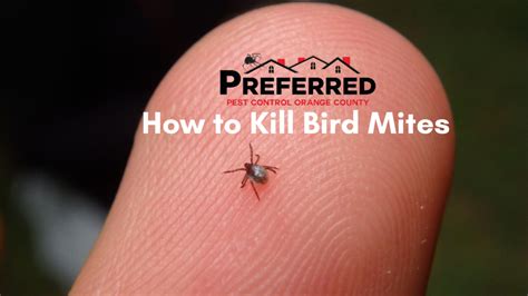 How To Kill Bird Mites Orange County Pest Control
