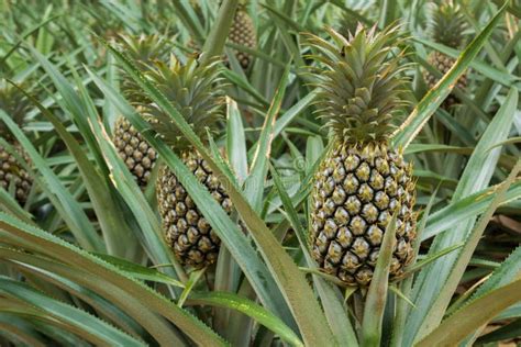 Pineapple Plant Field Stock Image Image Of Garden Phuket 77082157