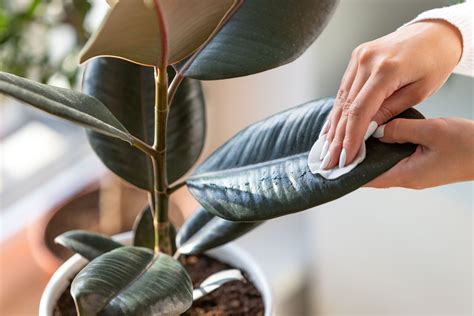 How To Identify And Treat Common Houseplant Pests Trustworthyhomeadvice