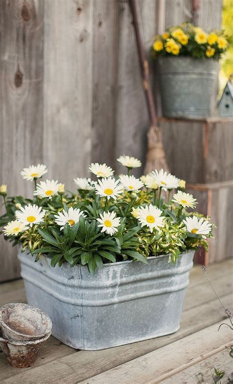 Find healthy gerbera daisies in the. Amazing Daisies® Daisy May® - Shasta Daisy - Leucanthemum ...