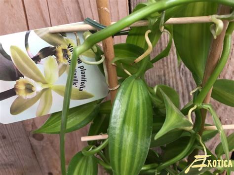 Vanilla Planifolia Vanille Orchidee Plantencentrum Exotica