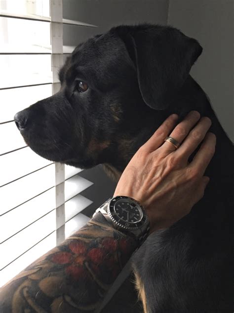 Your Rolex Your Dog And Your Caption Page 5 Rolex Forums