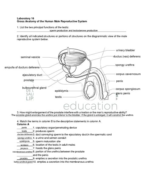 Solution Gross Anatomy Of The Human Male Reproductive System Lab Exercise Quiz Studypool