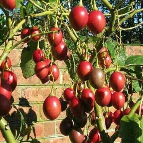Fruit Trees Home Gardening Apple Cherry Pear Plum Tree Tomato
