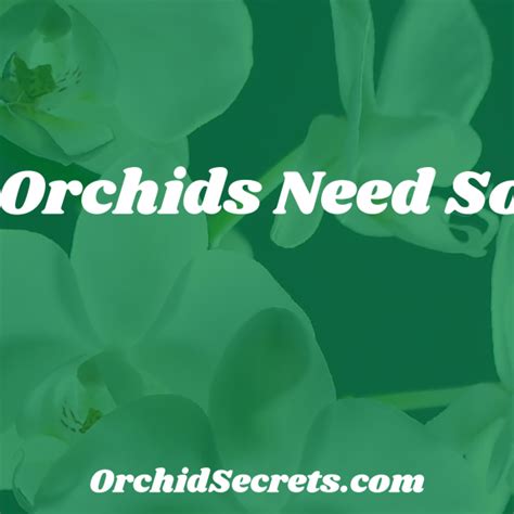 Do Orchids Like Small Pots Orchid Secrets