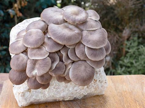 A Guide To Growing Mushrooms Love The Garden