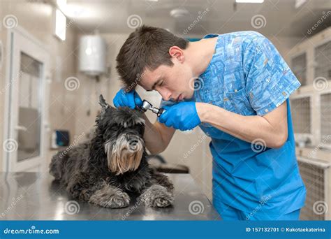 Young Veterinarian Technician Check His Patient Ears Dog Ear Check In