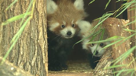 Oklahoma Fantastic Finds Red Panda Babies Available For Public To See