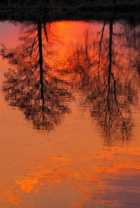 Trees Reflected In Water Stock Photo Image Of Outdoors 73774420