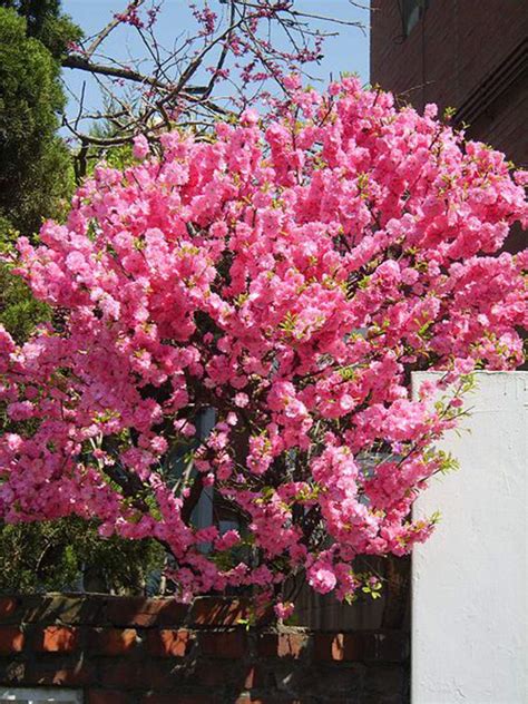 Then, when summer rolls around, you get a mass of rich green foliage that lends unmatched dimension to your landscape. Prunus triloba - Shrub and Vine Seeds - Flowering Almond ...