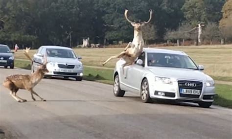 Deer Crashes Into Car As Rutting Season Hits Its Peak In Richmond Park