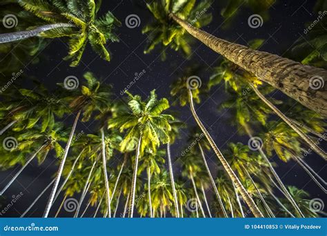 Palm Trees At Night Against Starry Sky Stock Image Image Of Dusk
