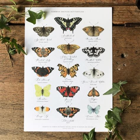 British Butterflies Chart A4 Print Etsy