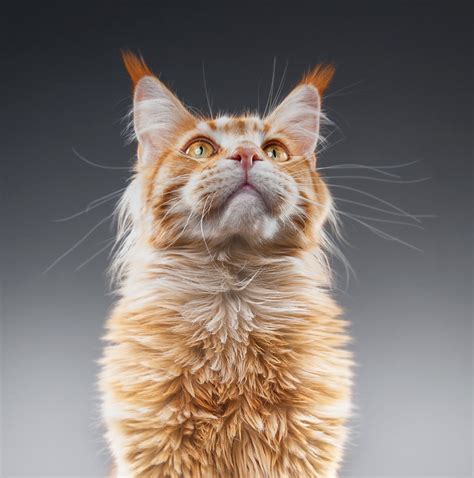 Cat Portrait Awarded Potw Accolade Photography News Newslocker