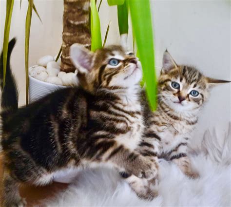 Monitor your reaction level to the bengals at that specific. Enchanting Siberian Forest x Bengal Hypoallergenic Kittens ...