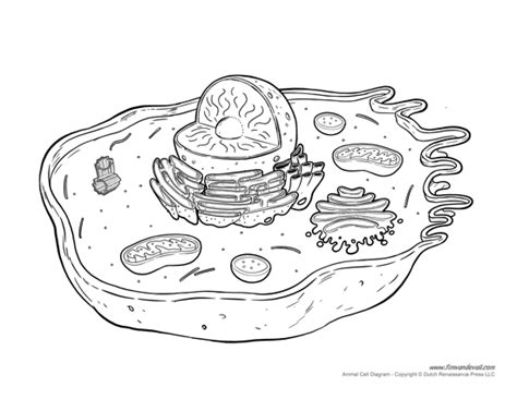 Then the answer to the question is: Printable Animal Cell Diagram - Labeled, Unlabeled, and ...