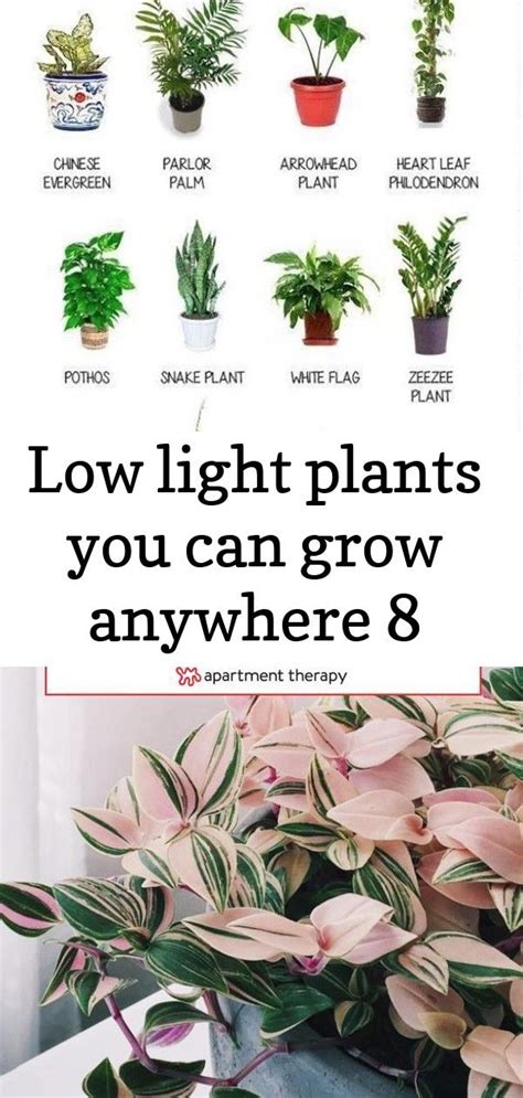 Maybe you would like to learn more about one of these? Low light plants you can grow anywhere 8 | Plants, Low ...