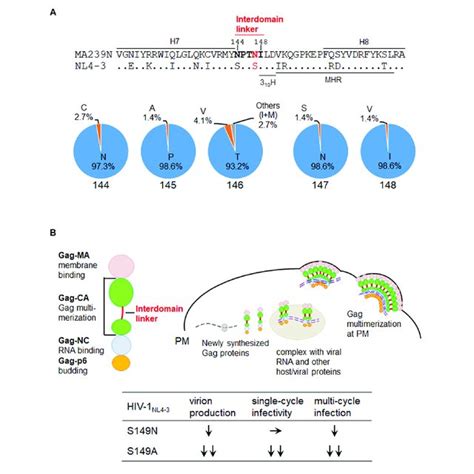 Interdomain Linker Region Of Siv Hiv Gag Ca Proteins A Amino Acid