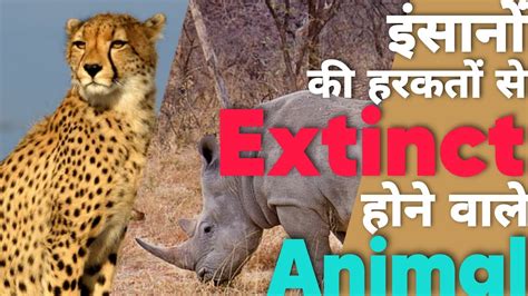 Recently Extinct Animals In India India Currentaffairs Extinction