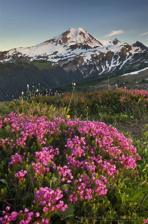 Mount Baker Wildflowers North Cascades Alan Majchrowicz Photography