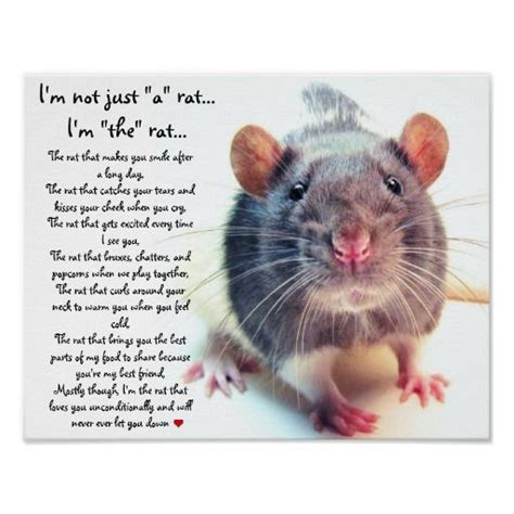 Rat Poem Baby Rats Rats Cute Rats