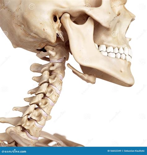 El Cráneo Y El Cuello Stock De Ilustración Imagen 56652349