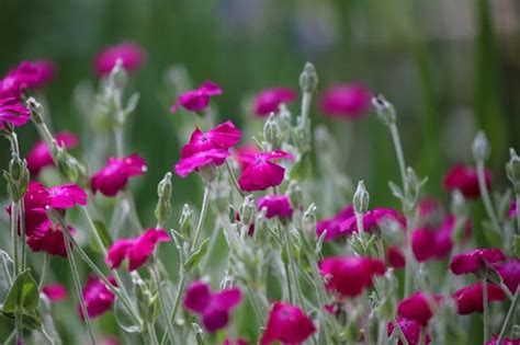 Check out our silver foliage plant selection for the very best in unique or custom, handmade pieces from our craft supplies & tools shops. 17 Best images about Rose Campion on Pinterest | Magenta ...