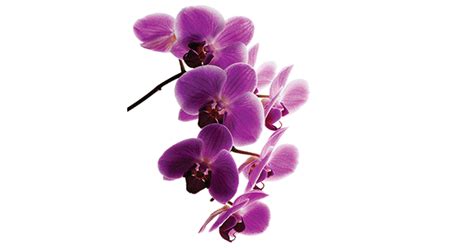 Beautiful Orchid Symbols And Emoticons