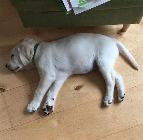 Adorable Cute Beautiful Labrador Retriever Puppy Sleeping