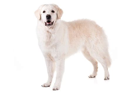 Kuvasz Temperament Lifespan Shedding Puppy