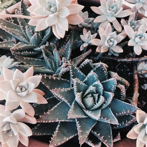 17 Best Images About Endless Succulent Ideas On Pinterest Agaves Concrete Planters And Planters