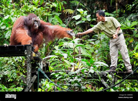 Orang Utan At Semenggoh Wildlife Centre Sarawak Borneo Malaysia Stock