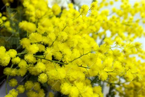 Premium Photo Yellow Mimosa Flowers On Tree Branches Spring Background