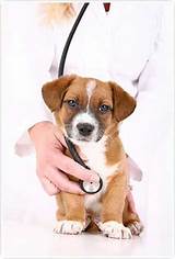 Puppy Package Vet
