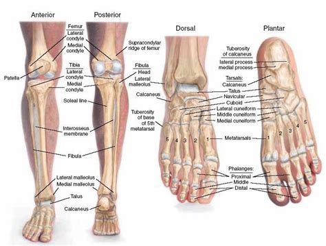 The foot bones shown in this diagram are the talus, navicular, cuneiform, cuboid, metatarsals and calcaneus. human leg and foot skeleton image | leg and foot actually ...