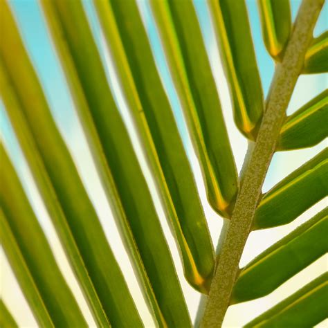 2932x2932 Resolution Leaf Palm Tree Branch Ipad Pro Retina Display