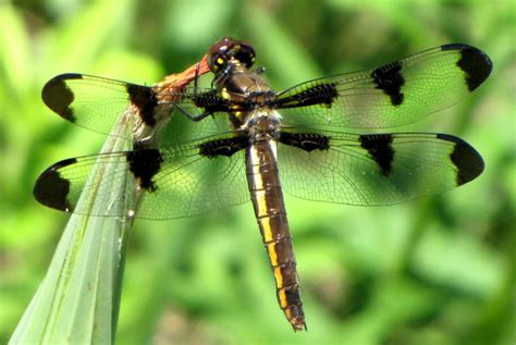 Top 10 Most Beautiful Dragonfly Species