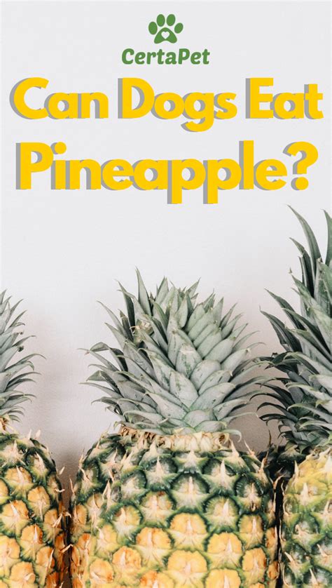 Wanting to feed your dog some pineapple, but aren't sure if it's safe to do so? Can Dogs Eat Pineapple?The Facts and Myths about Pineapple ...