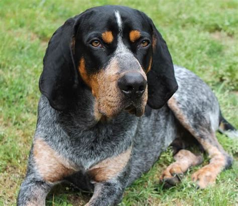 Bluetick Coonhound The Breed With Long Ties To The Usa Animal Corner