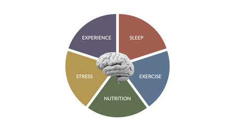 How To Improve Your Brain Fitness Brainworkshops