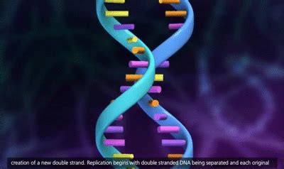 More images for adn 3d animation » DNA Replication Process 3D Animation on Make a GIF