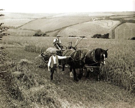 Two Farm Workers Cut Barley Using A Horse Drawn Reaper Binder At St