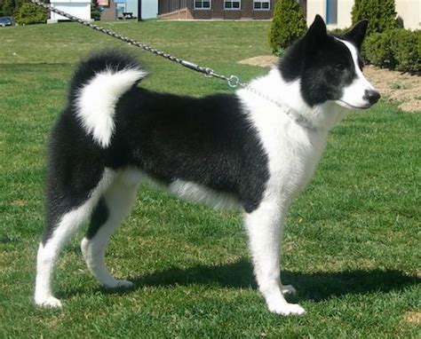 Karelian bear dog | tumblr. Karelian Bear Dog Breed Information and Pictures