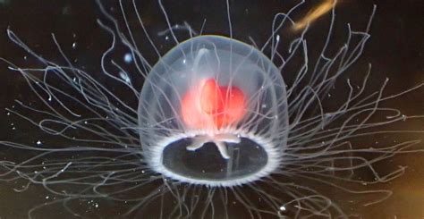Smallest Jellyfish In The World