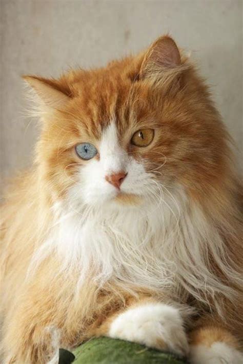 20 Beautiful Animals With Heterochromia Photos Angora Cats Pretty